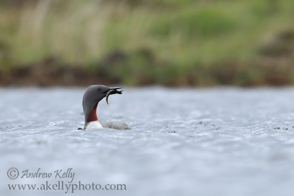 Male Red-throated Diver with Fish