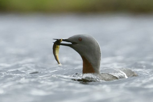 Red Throated 