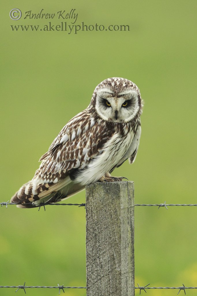 Short-eared Owl Looking Stern