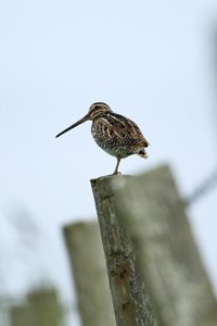 Snipe on a Post 