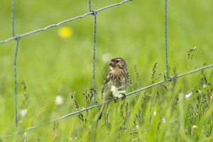 Twite on Wire Fence