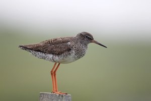 Redshank on Post