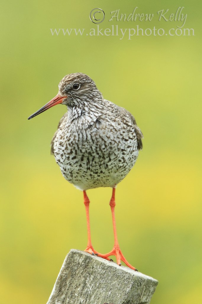 Redshank by Buttercup Meadow