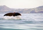 Sperm Whale, Diving