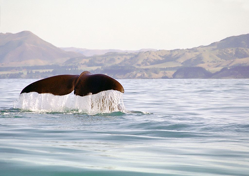 Sperm at Whale Kaikoura, New Zealand