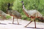 Emu and Chicks
