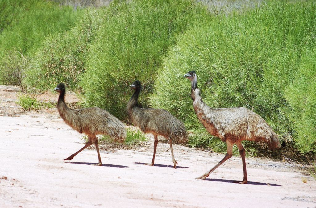 Emu, Somewhere in South Australia
