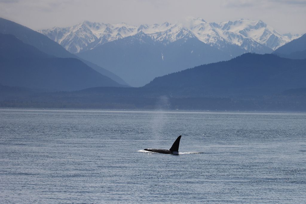 Killer Whale near Vancouver Island