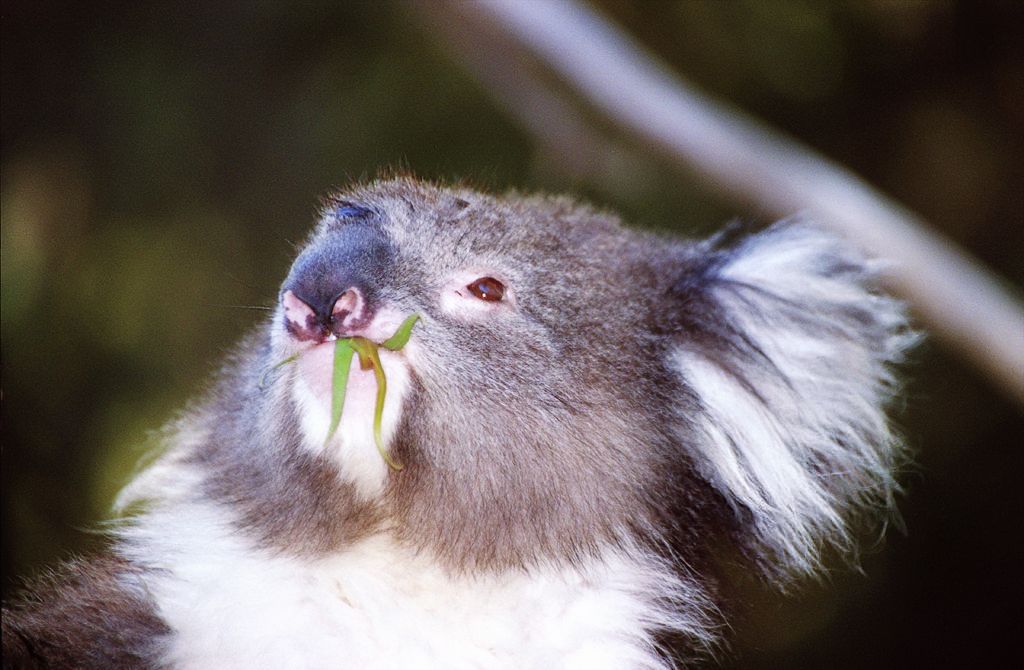 Koala
