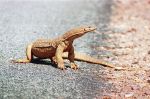 Monitor Lizard
