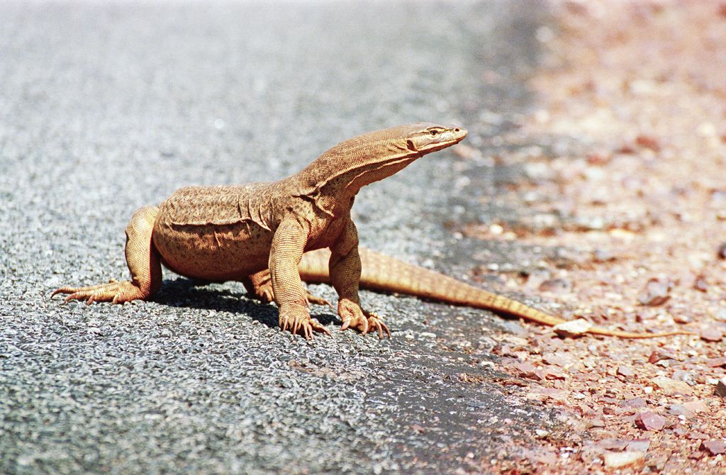 Monitor Lizard