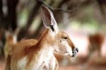 Red Kangaroo