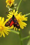 Six-Spot Burnet