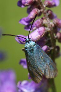 Adscita alpina Moth