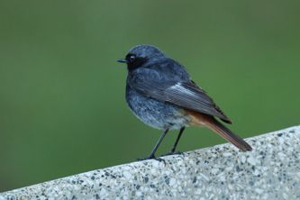 Back Redstart
