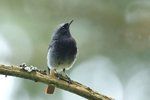 Black Redstart