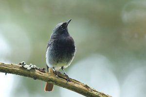 Black Redstart