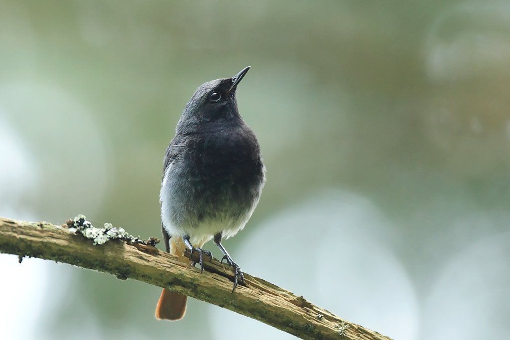 Black Redstart