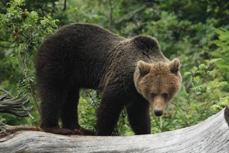 Brown Bear
