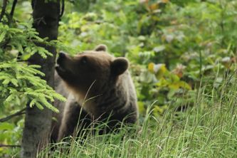 European Brown Bear