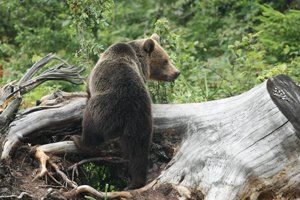 Brown Bear Climbs Tree Stump