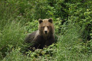 Brown Bear, Slovakia