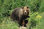 European Brown Bear 