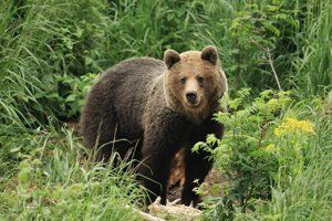 Slovakia Wildlife Gallery