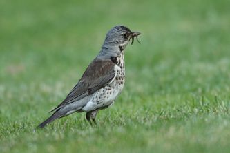 Fieldfare