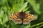 Heath Fritillary