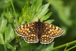 Heath Fritillary