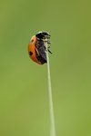Ladybird on Grass