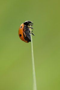 Ladybird