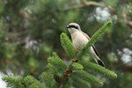 Red-backed Shrike 