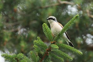 Red-backed Shrike