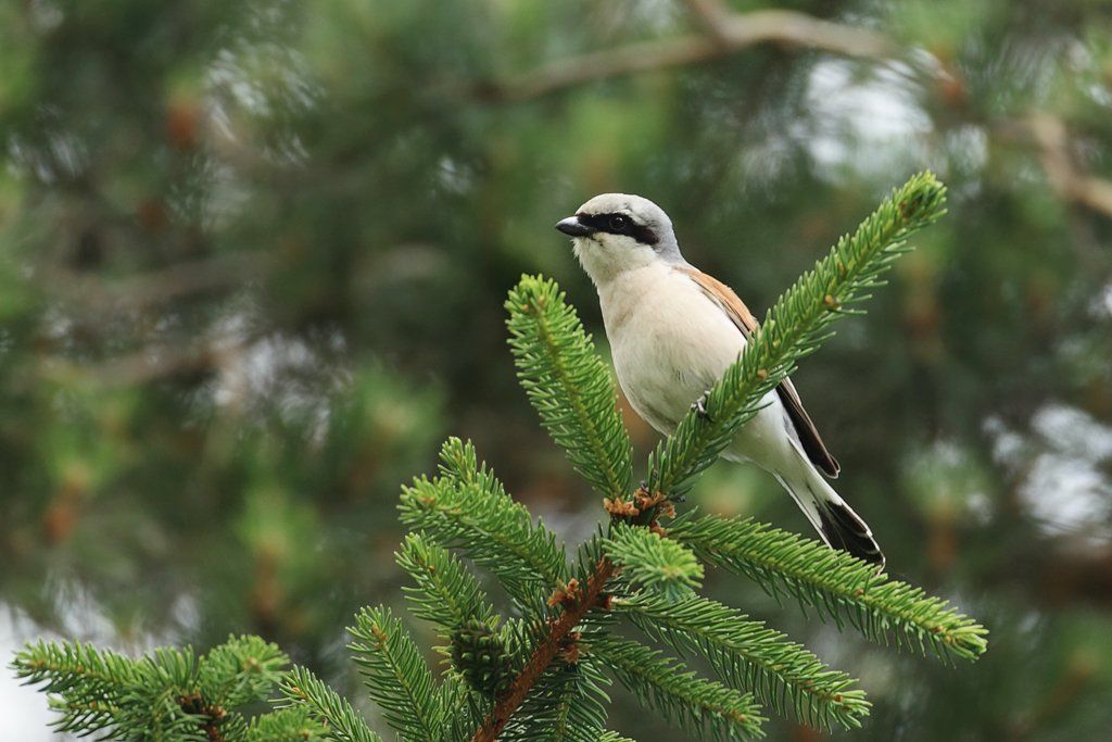 Red-backed Shrike