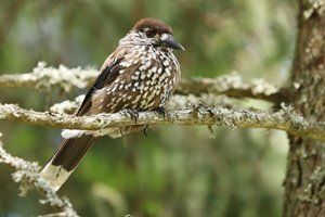 Spotted Nutcracker