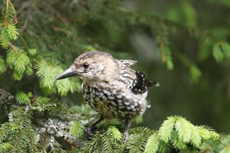 Spotted Nutcracker