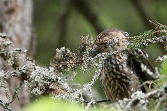 Nutcracker rips through litchen looking 