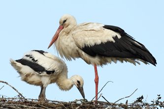 Stork and Chick