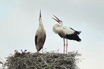 Storks Displaying at Nest