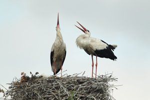 Displaying Storks
