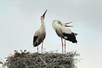 Storks Extending Neck