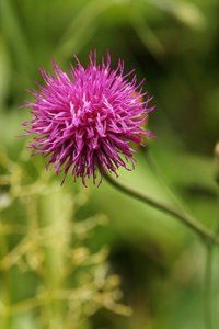 Alpine thistle [Carduus defloratus]
