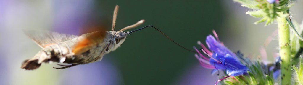 Slovakia Wildlife Trip Gallery