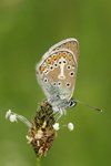 Brown Argus