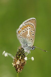 Brown Argus