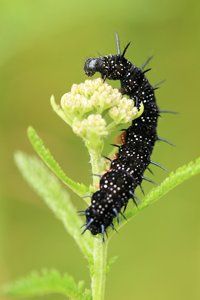 Black Catterpiller