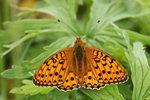 Dark Green Fritillary