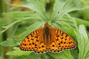 Dark-green Fritillary